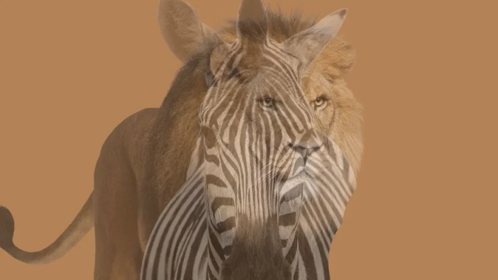 Personality Test Lion or Zebra What You Notice First Reveals Your Mind