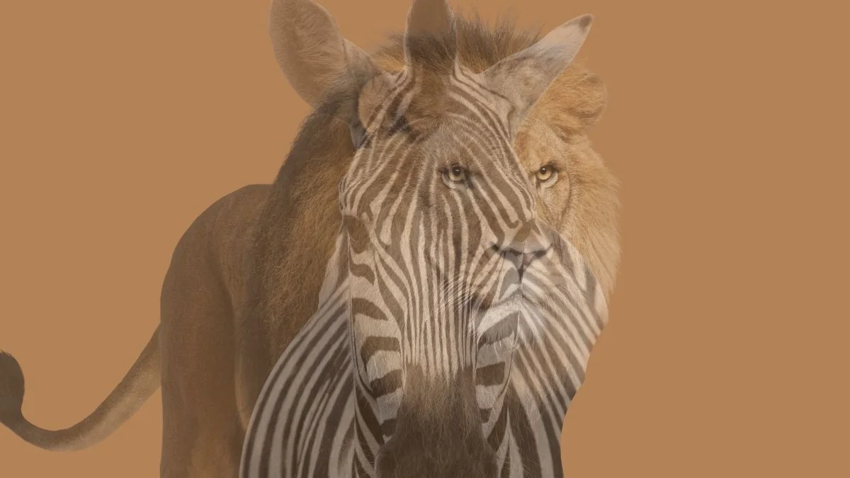 Personality Test Lion or Zebra What You Notice First Reveals Your Mind