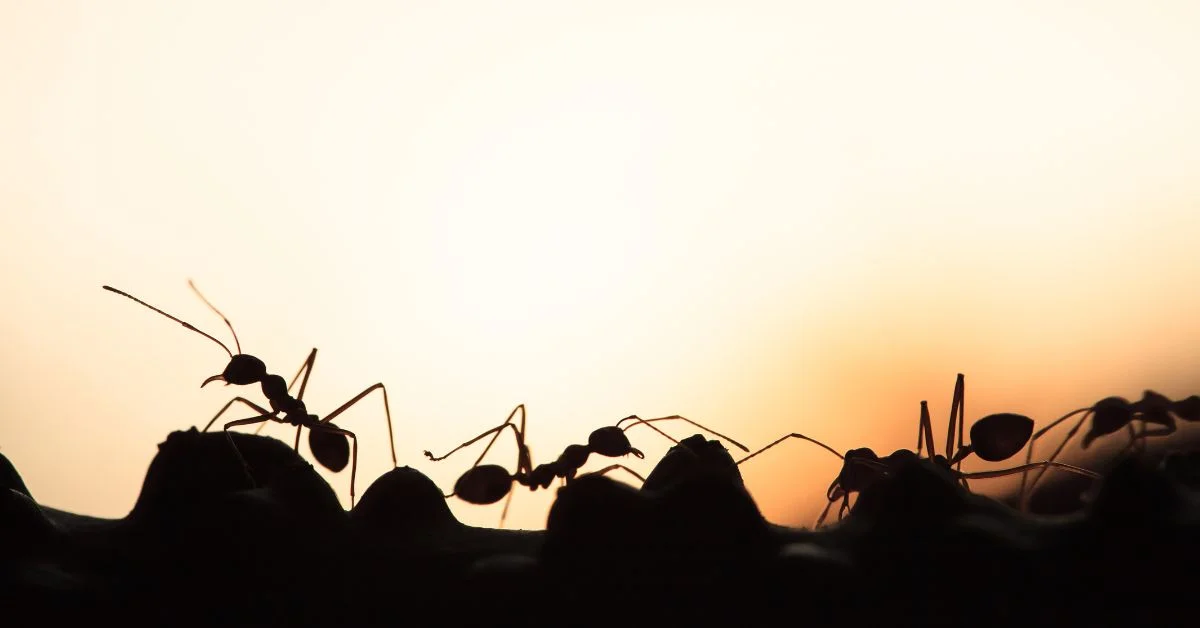 7 Powerful Lessons Lazy People Can Learn From Ants About Discipline and Success