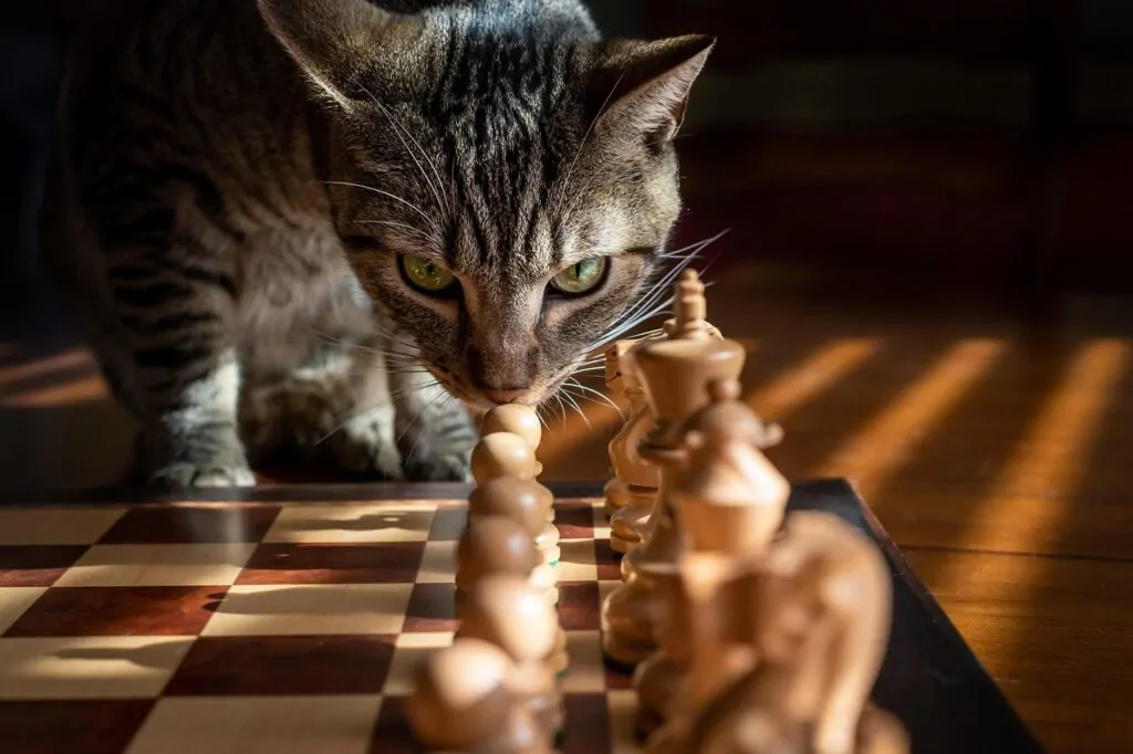 tabby, cat, chess, game, strategy, pet, tabby cat, nature, striped cat, animal, domestic cat, feline, mammal, cute, portrait, cat photography