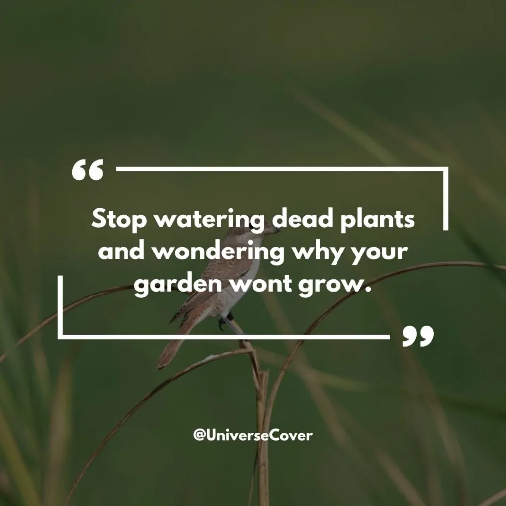 "Stop watering dead plants and wondering why your garden wont grow."