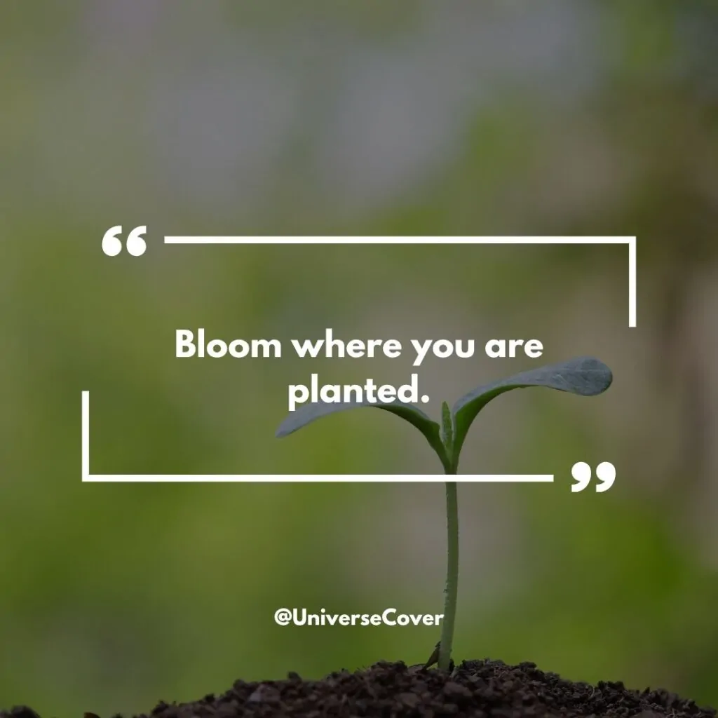 "Bloom where you are planted."