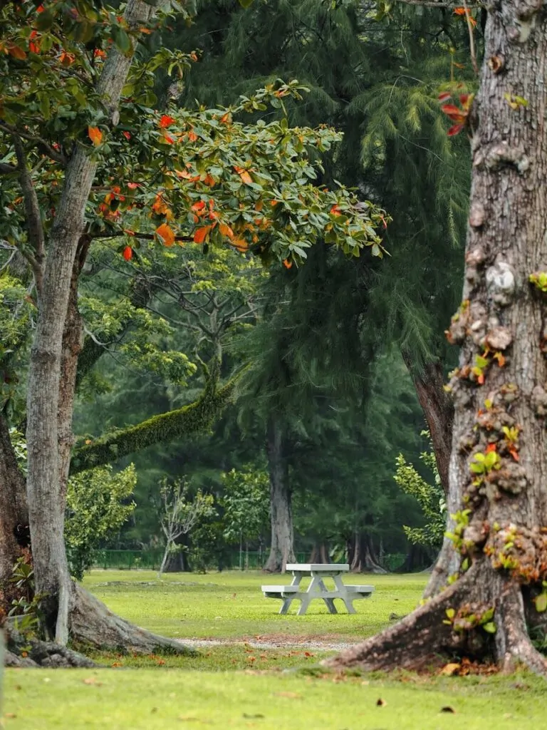 60 Meaningful Things to Do With Your Parents for Every Season and Situation 6 A picnic table sits in a park surrounded by trees.