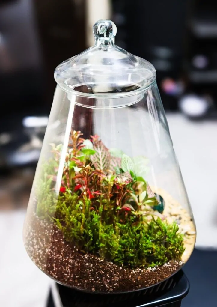 60 Meaningful Things to Do With Your Parents for Every Season and Situation 13 A small terrarium with plants and moss inside glass.