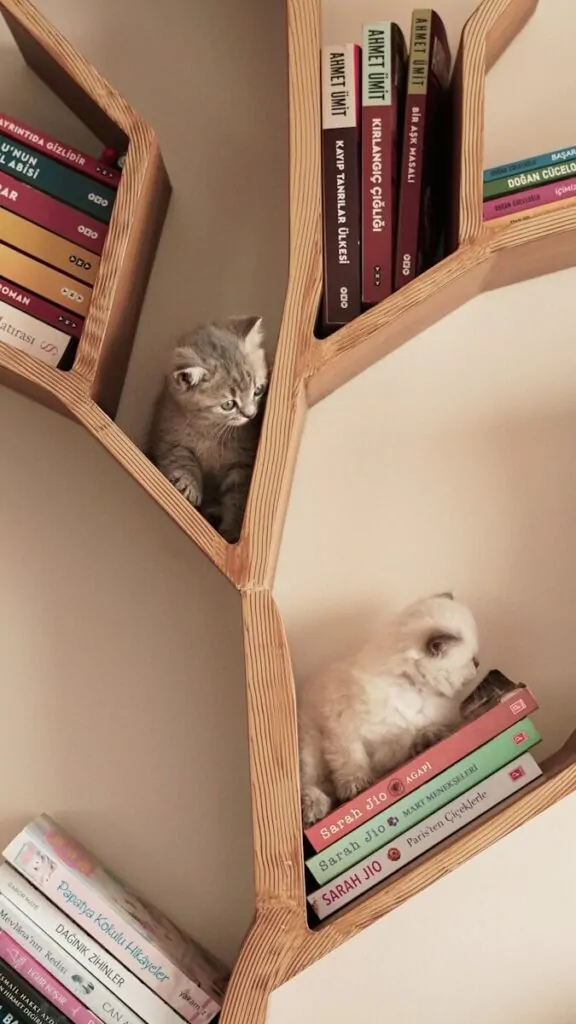 A cat sitting on top of a bookshelf filled with books