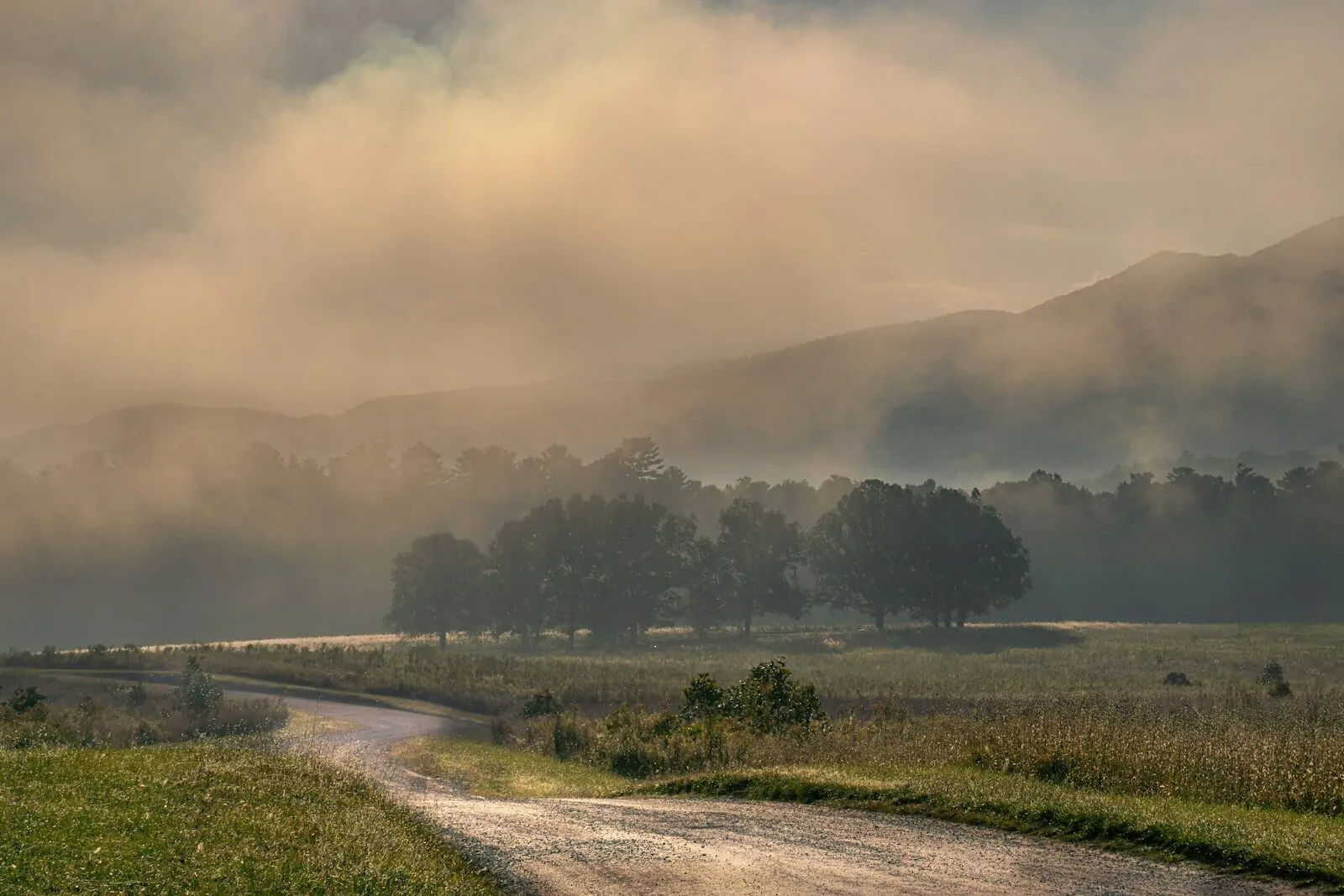 Misty morning road through a grassy field and trees