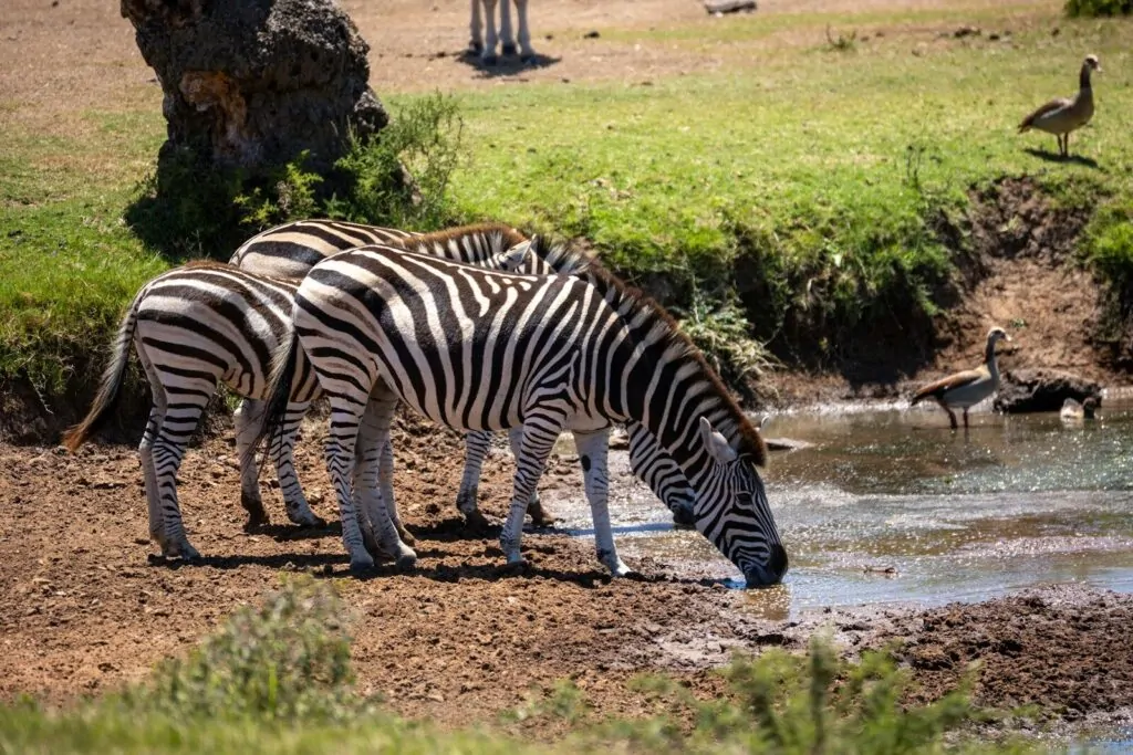 Zebras drinking water from a pond with geese nearby