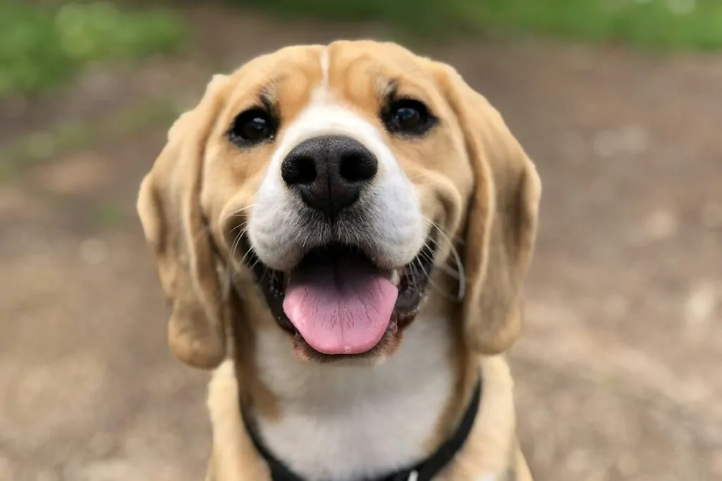 am i happy quiz