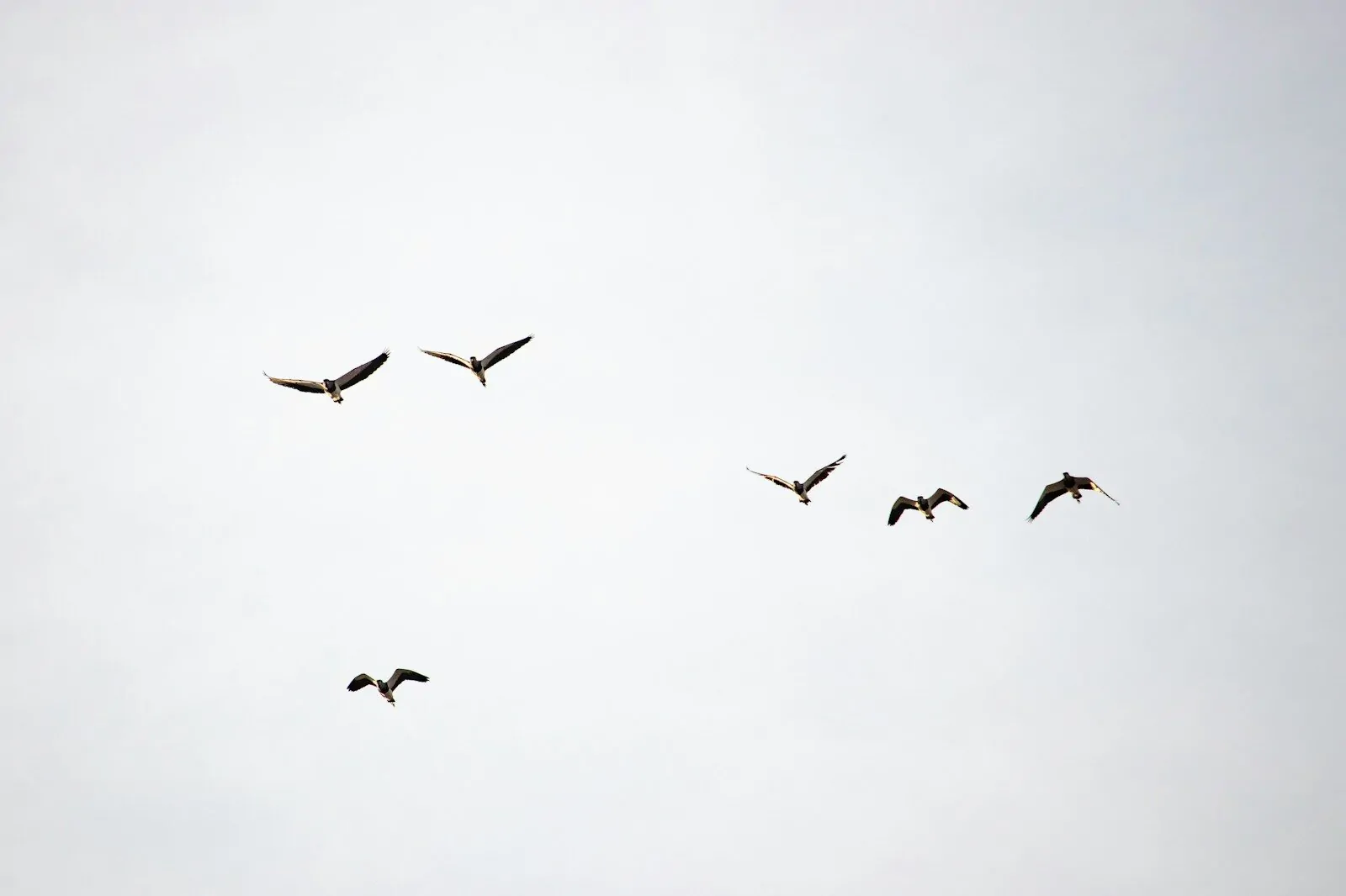 Can You Name These Birds? Take This Bird Quiz And Find Out If You Are A True Bird Lover! 1 flock of birds flying under white clouds during daytime