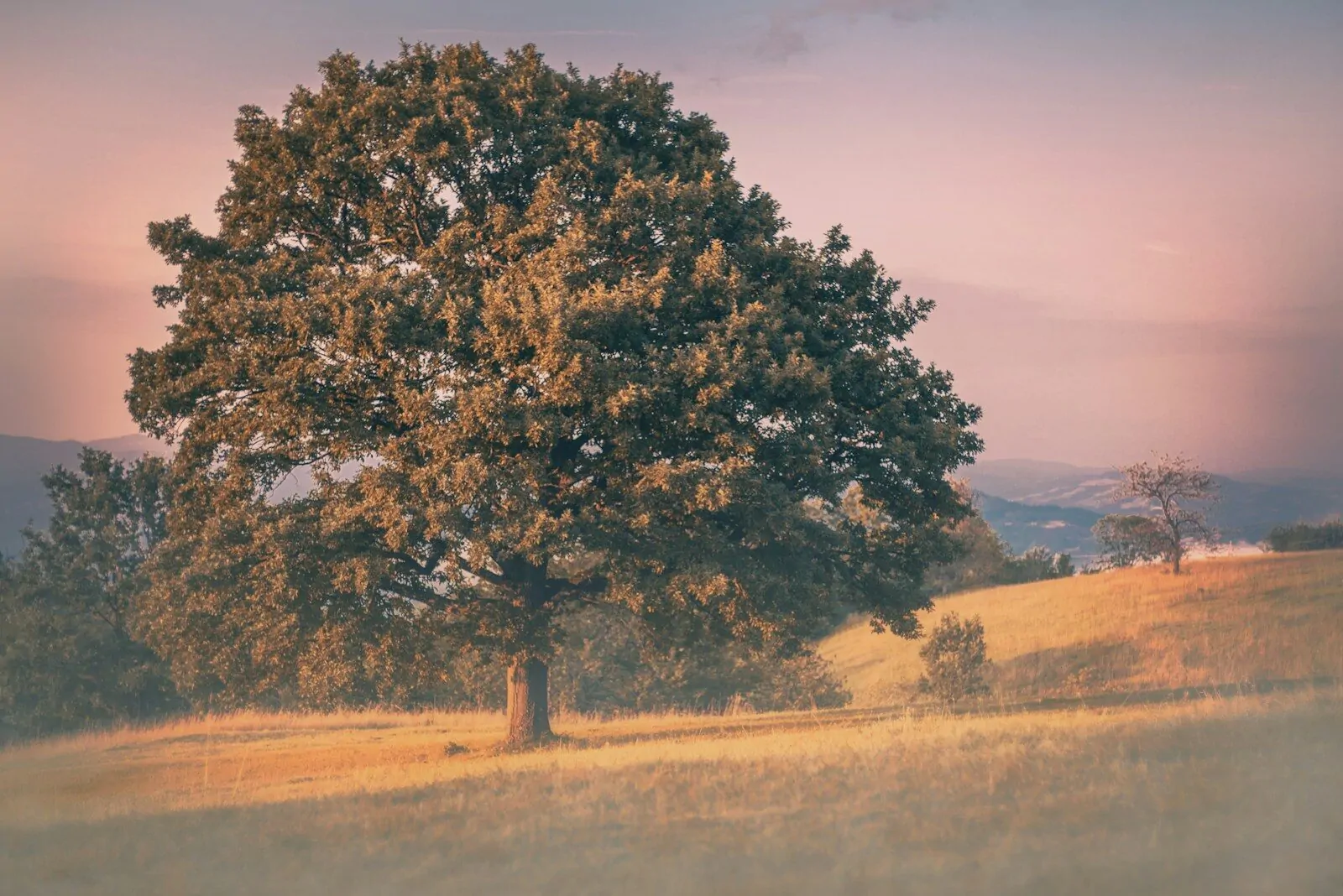 Am I Mature Quiz: Answer 10 Honest Questions and Find Out How Mature You Really Are 1 Old oak tree standing alone in a golden field at sunset