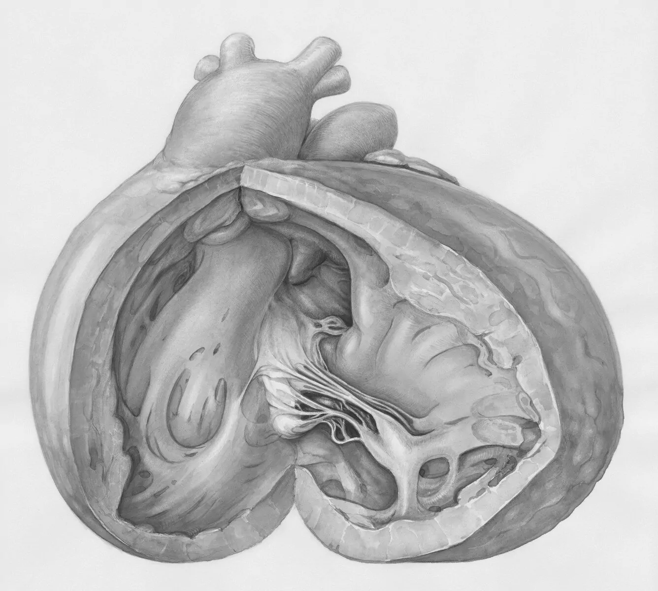 How Many Human Body Parts Can You Name? A Simple Quiz For Kids And Adults! 1 Anatomical drawing of the inside of a human heart